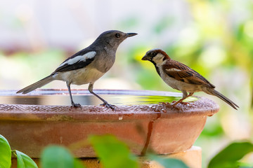 Female Oriental Magpie Robin and House Sparrow perching on clay bowl full of water