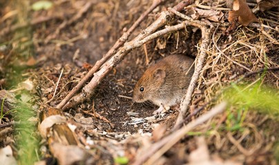 Rötelmaus oder Waldwühlmaus (Myodes glareolus, Syn.: Clethrionomys glareolus) sitzt vor ihrem Mauseloch, Wald, FFH-Gebiet 