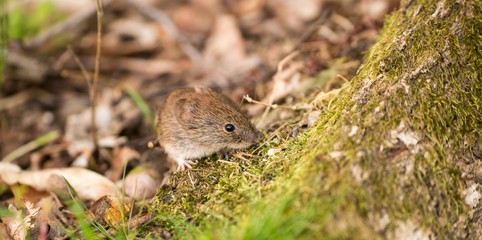 Rötelmaus oder Waldwühlmaus (Myodes glareolus, Syn.: Clethrionomys glareolus) im Wald, Niedersachsen, Deutschland, Europa