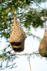 Birds Nest on the Tree