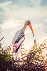 Painted Stork sitting on a tree