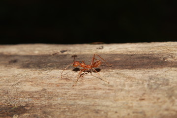 Oecophylla smaragdina ant. Common names weaver ant, green ant, green tree ant, and orange gaster.