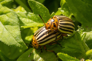 Mating Colorado beetles on tomato leaves