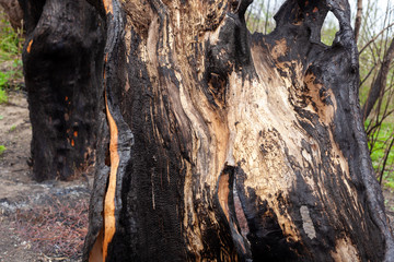 tree burned tree forest fire burnt bark charred nature green greens