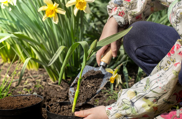 little girl planting flowers in the garden