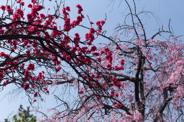 Branches of cherry blossoms of red and pink color during the hanami in Kyoto
