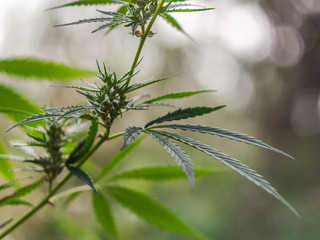 Wild cannabis plant with flowers on the blurred background.