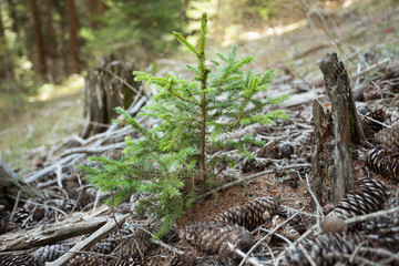 A little pine tree is growin up in the woods