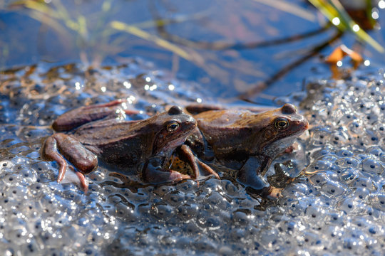 Two common frogs (Rana temporaria) and their spawn are in the pond.