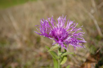 Fototapeta premium Mountain flora from the Dolomites - ITALY