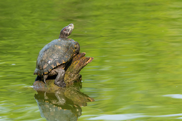 Obraz premium Pond slider turtle resting on tree stump in a pond