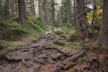 walking long a peaceful mountain path in Valle di Funes into the Italian Dolomites