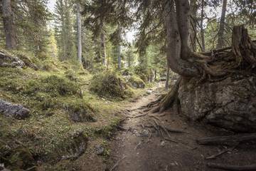 Fototapeta na wymiar walking long a peaceful mountain path in Valle di Funes into the Italian Dolomites