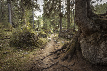 walking long a peaceful mountain path in Valle di Funes into the Italian Dolomites