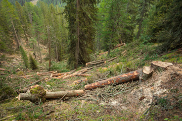 controlled deforestation inside an Italian forest. Cross section of a young pine tree