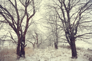 winter park, cityscape in winter weather / landscape snow, city, trees in a city park in the north