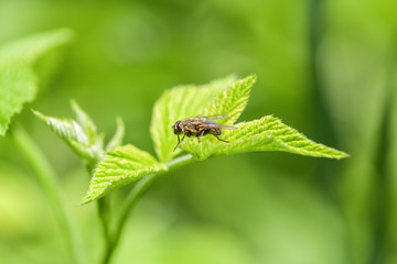 An ordinary fly sits on the flower of an onion. Horizontal macro photography