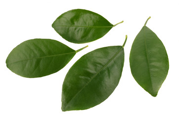 green leaf