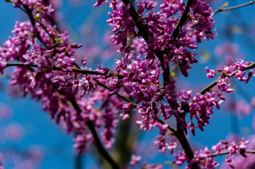 Closeup of  flowering branch of Eastern Redbud or Eastern Redbud Cercis canadensis on  blurred background of blue sky. Flowers are saturated with purple.  Selective focus. Concept of nature for design