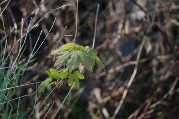 frühling