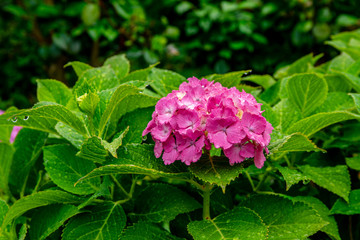雨上がりのアジサイの花