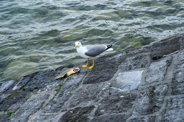 Möve frisst Fisch, am Vierwaldstättersee, Luzern, Schweiz