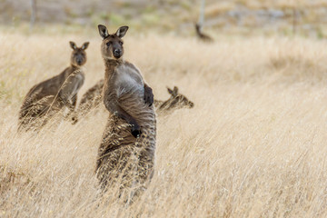 Fototapeta na wymiar Beautiful kangaroo takes on a strange position and a funny expression, Kangaroo Island, Southern Australia
