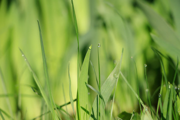 Green grass with water drops after rain on morning