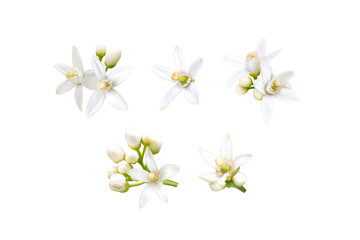 Neroli flowers set isolated on white