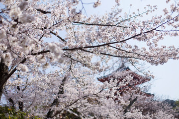 Kiyomizu-dera templo entre las flores de los cerezos en flor en Kyoto