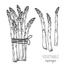 Asparagus isolated on white background. Vector illustration
