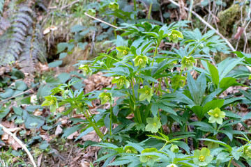 Helleborus viridis or green hellebore plant in the spring forest