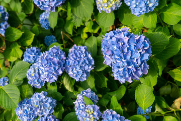アジサイの花