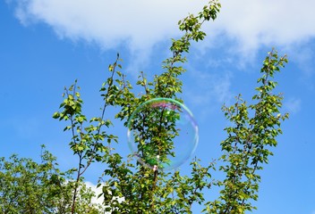 A soap bubbles on nature
