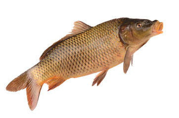 carp on a white background