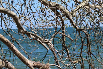 baum