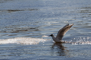 Naklejka premium the seagull sits down on a reservoir surface with an ice floe
