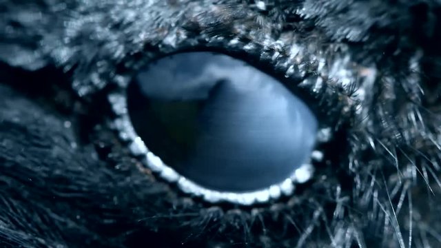 Raven eye close-up, macro, eye of hooded crow. toned.