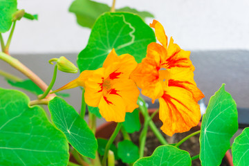 Healthy organic heirloom flowering nasturtium plant growing on the balcony on a sunny spring day. Edible bee-friendly herbs, flower, fruits, and vegetables for urban gardening in an Italian city