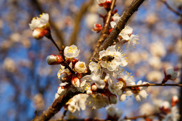 Bee on a flower. Extraction of honey in spring.