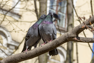 couple of pigeons kiss on a branch in clear summer day