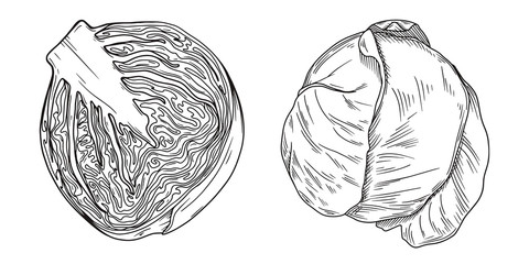 Set of different cabbage isolated on white background. Vector