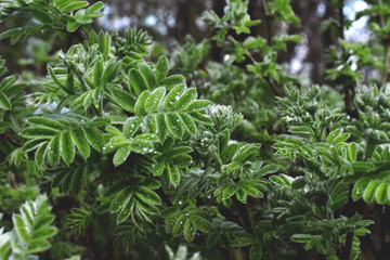 Fototapeta na wymiar dew on plants
