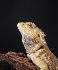 Australian Bearded Dragon  (Pogona vitticeps)