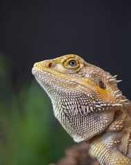 Australian Bearded Dragon  (Pogona vitticeps)