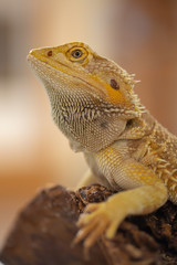 Australian Bearded Dragon  (Pogona vitticeps) with blurred dreamy background, profile close up