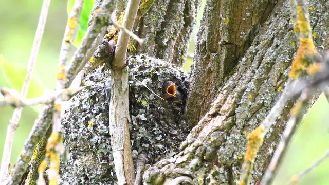 Chicks of Long-tailed tit (Aegithalos caudatus) peeking out of the nest