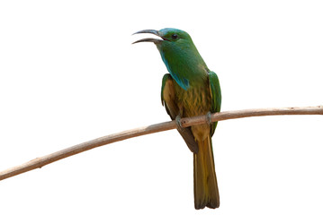 Blue-bearded Bee-eater bird isolated on white background