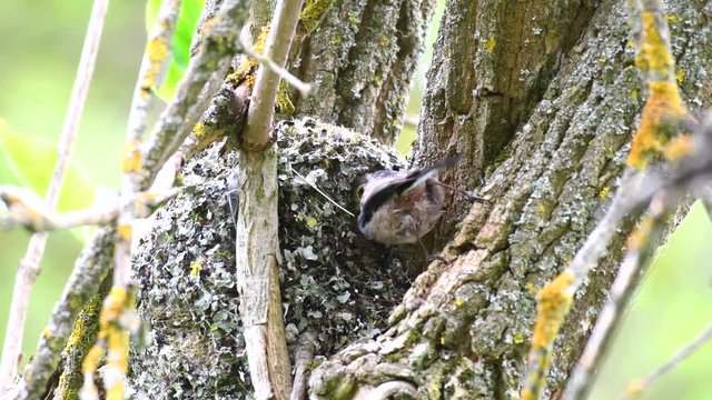 Long-tailed tit (Aegithalos caudatus) feeds its chicks in the nest