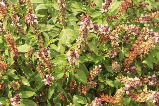Cinnamon basil or Mexican spice basil(Ocimum basilicum) plants and flowers.